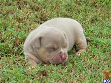 american pit bull puppy posted by Chocolate City Tris
